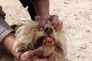 Gases tóxicos en Huanuni afectan a vecinos y mascotas