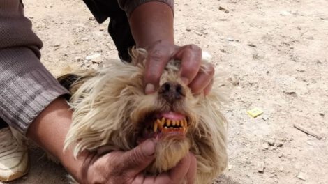 Gases tóxicos en Huanuni afectan a vecinos y mascotas