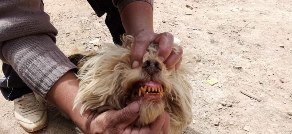 Gases tóxicos en Huanuni afectan a vecinos y mascotas