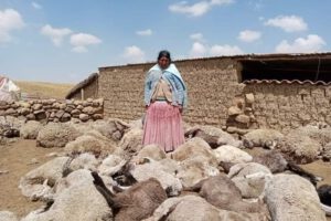 Ataque al ganado en Milluni