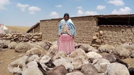 Ataque al ganado en Milluni