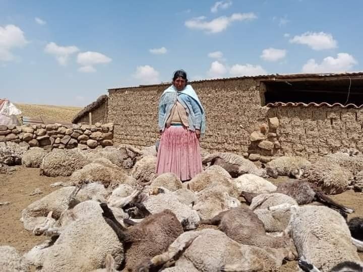 Ataque al ganado en Milluni