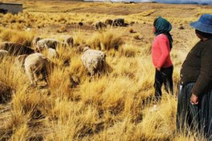 Perros atacan ganado en El Alto