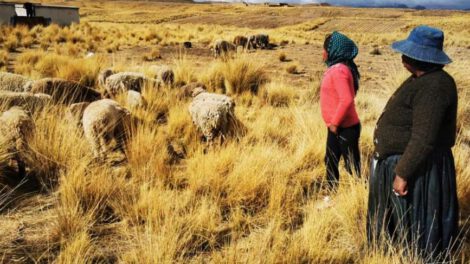 Perros atacan ganado en El Alto