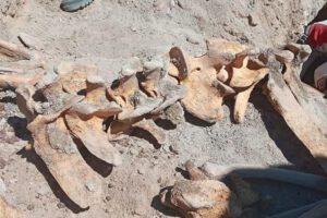 Restos fósiles en la plaza de Armas de Uyuni