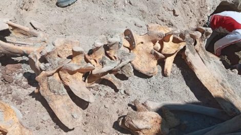 Restos fósiles en la plaza de Armas de Uyuni
