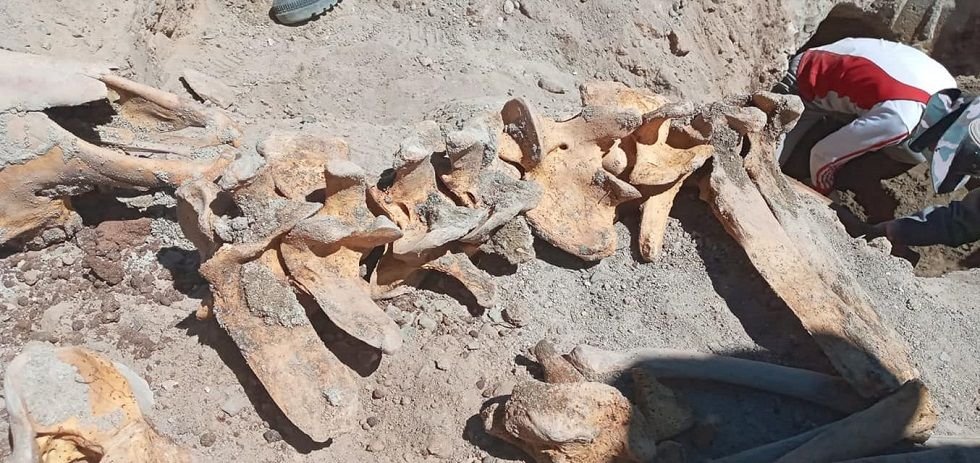 Restos fósiles en la plaza de Armas de Uyuni