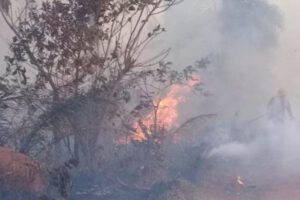 Incendios forestales en Santa Cruz