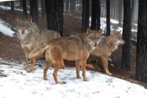 Prohibición de caza de lobos en España