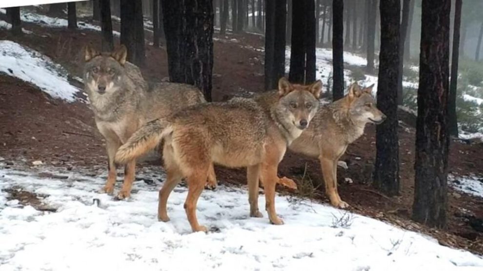 Prohibición de caza de lobos en España