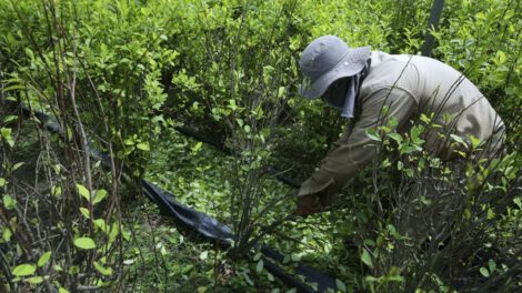 Incremento de precio de la hoja de coca