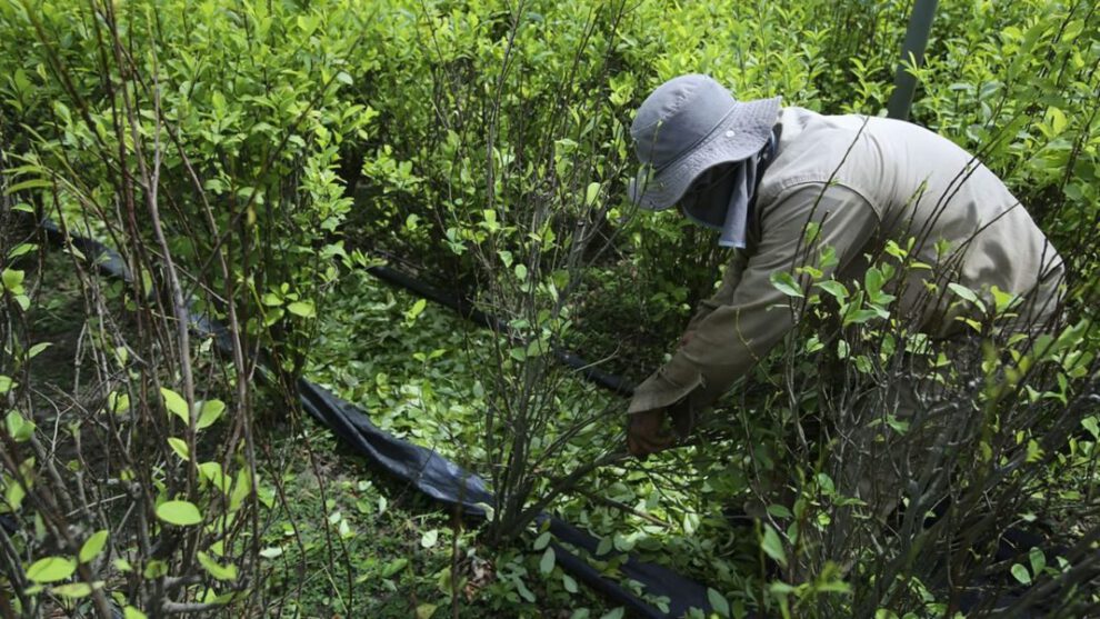 Incremento de precio de la hoja de coca