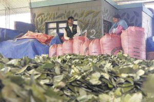 Mercado de la coca en disputa afecta ingresos del sector