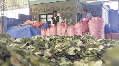 Mercado de la coca en disputa afecta ingresos del sector