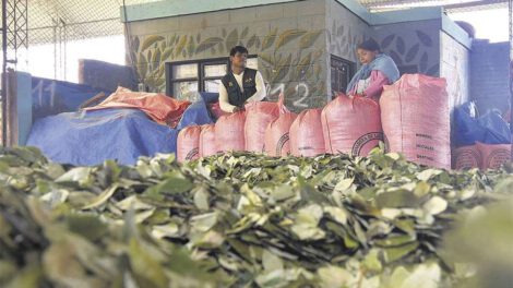 Mercado de la coca en disputa afecta ingresos del sector