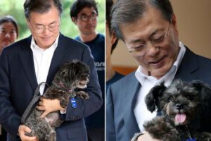 Prohibición del consumo de carne de perro en Corea del Sur