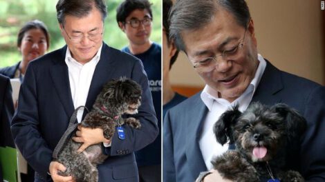 Prohibición del consumo de carne de perro en Corea del Sur