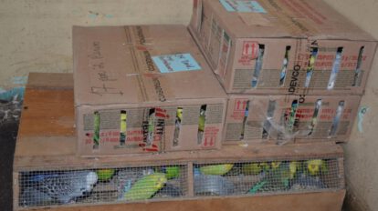 Rescate de aves exóticas en la tranca de Achica Arriba
