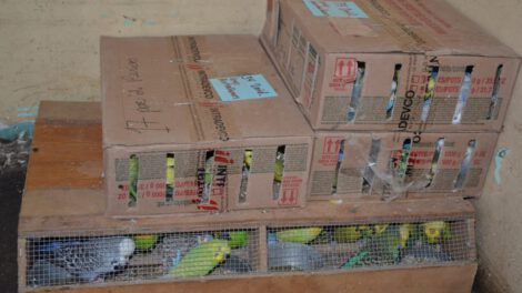Rescate de aves exóticas en la tranca de Achica Arriba