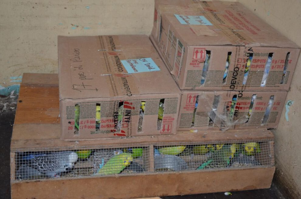 Rescate de aves exóticas en la tranca de Achica Arriba