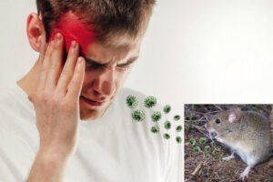 Arenavirus se contagia a través de un roedor salvaje