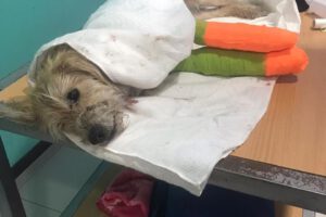 Recuperación del perro lanzado desde el edificio Handal