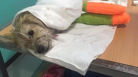 Recuperación del perro lanzado desde el edificio Handal
