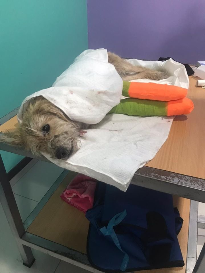 Recuperación del perro lanzado desde el edificio Handal