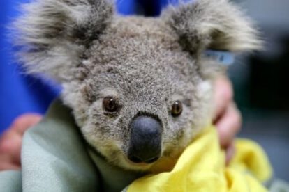 Extinción de los koalas en Australia