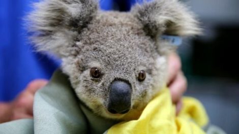 Extinción de los koalas en Australia