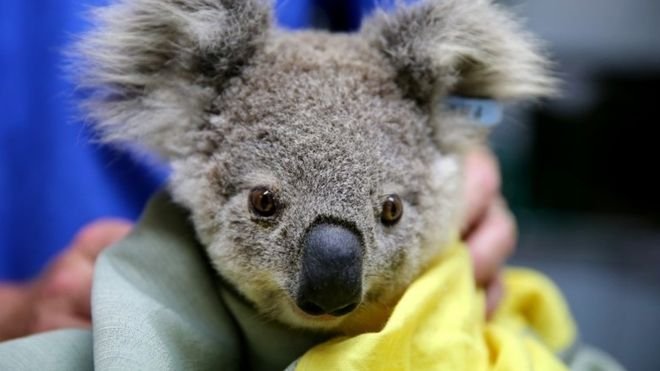 Extinción de los koalas en Australia