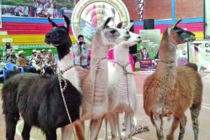 Feria Departamental de Productores de Camélidos en Oruro