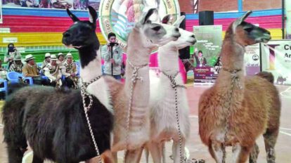 Feria Departamental de Productores de Camélidos en Oruro
