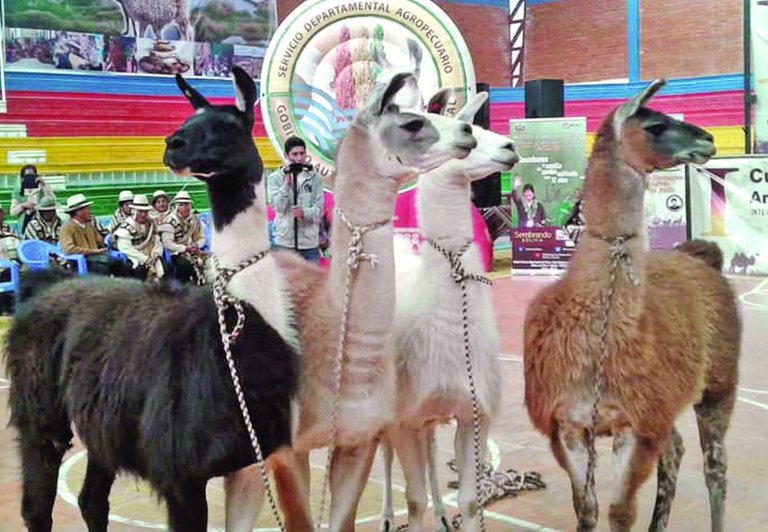 Feria Departamental de Productores de Camélidos en Oruro
