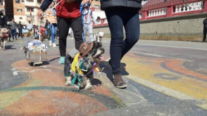 Maltrato animal en conmemoración a San Roque