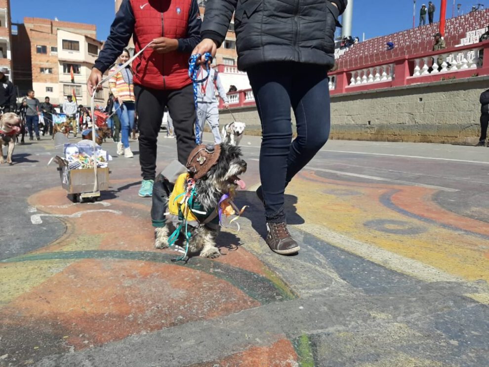 Maltrato animal en conmemoración a San Roque
