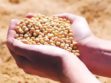 Productores advierten que, sin combustible, deberán importar semillas