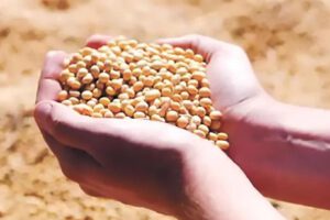 Productores advierten que, sin combustible, deberán importar semillas