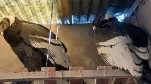 Cóndores intoxicados se recuperan y volverán a su hábitat
