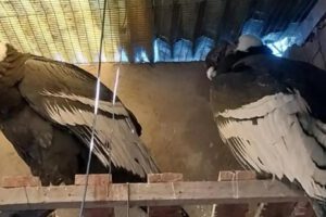 Cóndores intoxicados se recuperan y volverán a su hábitat