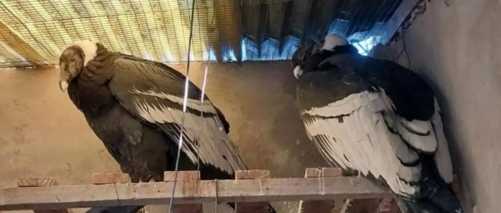 Cóndores intoxicados se recuperan y volverán a su hábitat