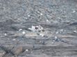 Tras una inspección en el lugar y necropsias a las aves encontradas los primeros resultados apuntan a que la causa de muerte fue la hipotermia.