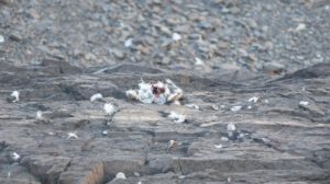 Tras una inspección en el lugar y necropsias a las aves encontradas los primeros resultados apuntan a que la causa de muerte fue la hipotermia.
