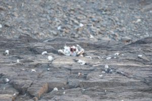 Tras una inspección en el lugar y necropsias a las aves encontradas los primeros resultados apuntan a que la causa de muerte fue la hipotermia.