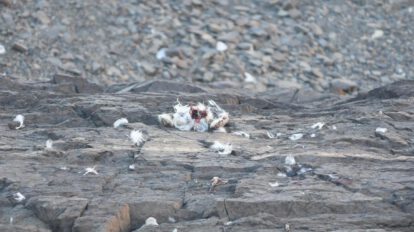 Tras una inspección en el lugar y necropsias a las aves encontradas los primeros resultados apuntan a que la causa de muerte fue la hipotermia.