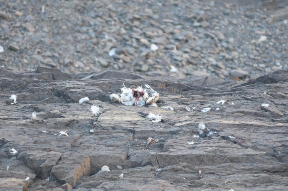 Tras una inspección en el lugar y necropsias a las aves encontradas los primeros resultados apuntan a que la causa de muerte fue la hipotermia.