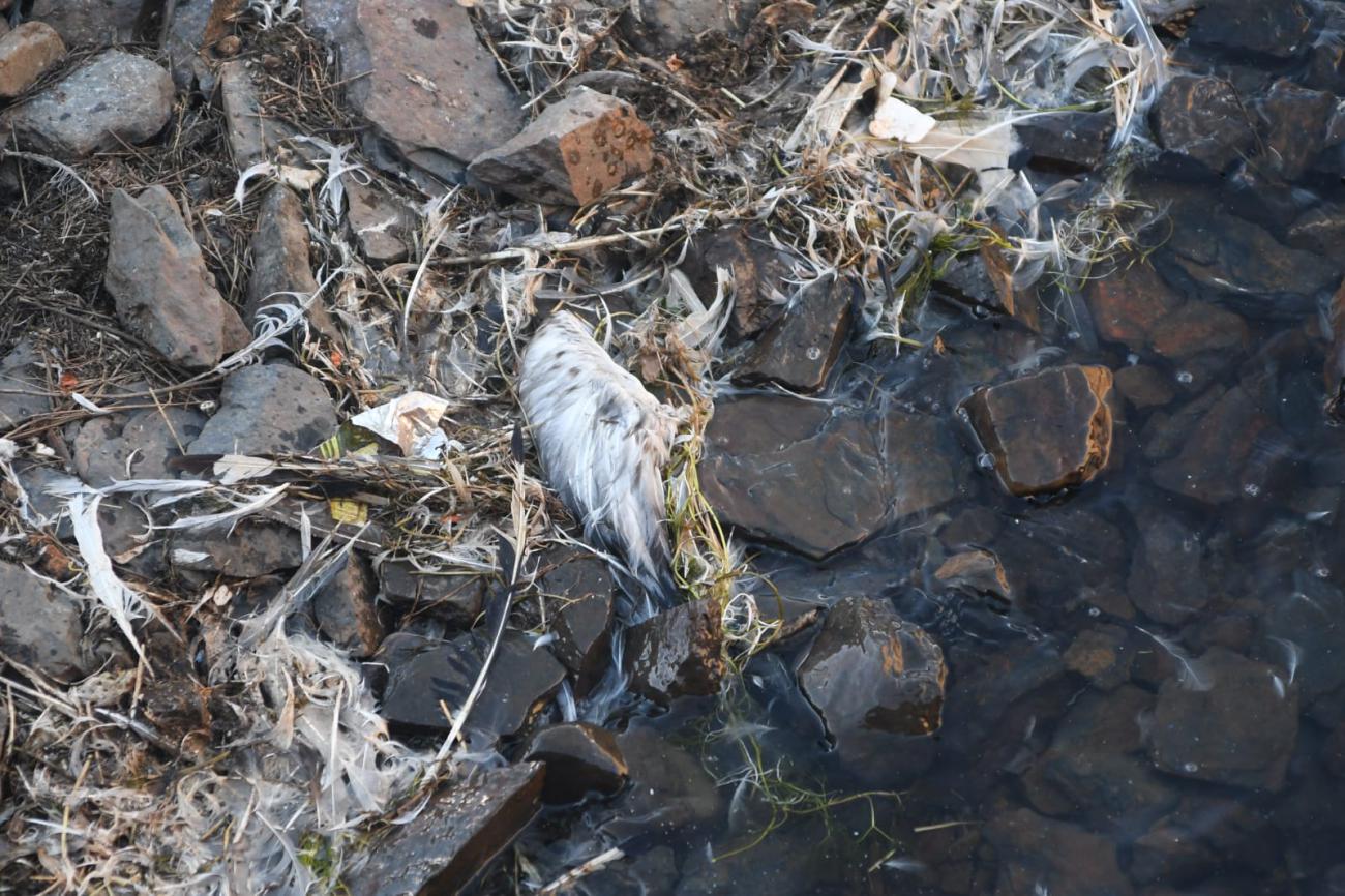 Tras una inspección en el lugar y necropsias a las aves encontradas los primeros resultados apuntan a que la causa de muerte fue la hipotermia.