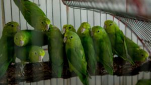 Se decomisaron 32 aves que son atendidas por el equipo de veterinario