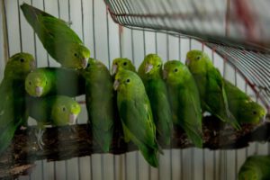 Se decomisaron 32 aves que son atendidas por el equipo de veterinario