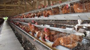 Granja de gallinas